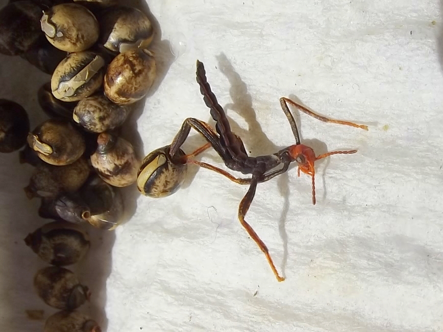 Hatching spiny leaf insect
