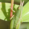 Grasshopper (nymph)