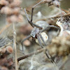 Nursery web spider