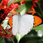 Great Orange Tip, male