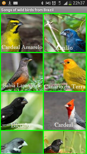 Songs of birds from Brazil PRÓ