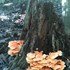 Sulfur Shelf Fungus (Chicken of the Woods)