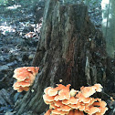 Sulfur Shelf Fungus (Chicken of the Woods)