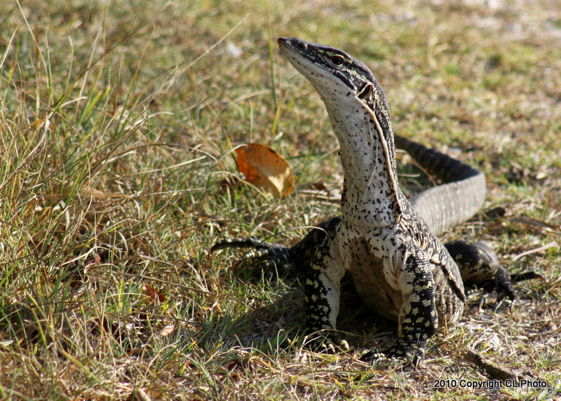 Sand Goanna