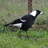 Australian Magpie (black back)