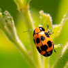 Ten-spotted leaf beetle