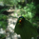 Shield Bug or Jewel Bug