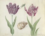 Twee tulpen, een schelp en een sprinkhaan, blad in het Tulpenboek van Jacob Marrel, 1637-1645