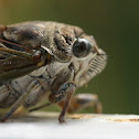 Robinson's Annual Cicada