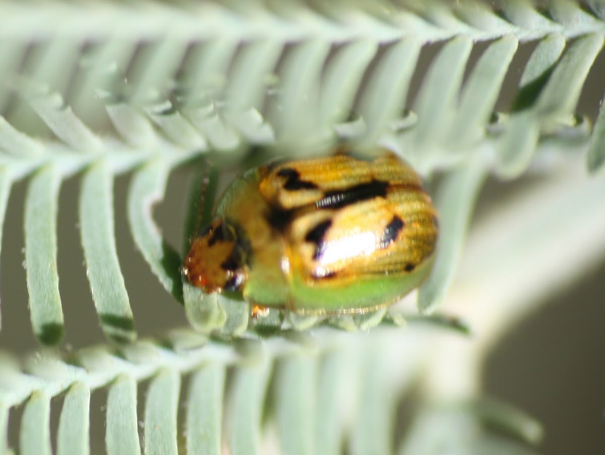 Acacia leaf beetle