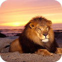 Big Cat - PuzzleBox icon