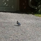 Blue jay fledgling