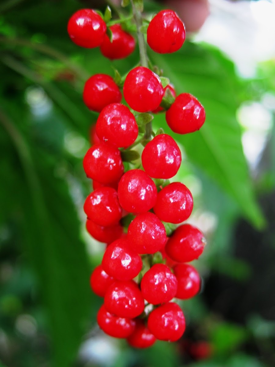 Bloodberry