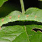 Moth Larva