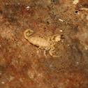 Ghost Scorpion