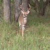 Texas White-Tailed Deer (Buck)