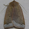 Trembling Sallow Moth