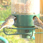 Chipping Sparrow