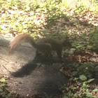 Eastern Gray Squirrel