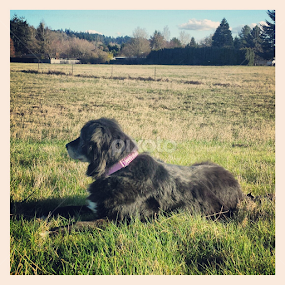 by Alannah Melton - Animals - Dogs Portraits