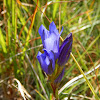 gentian?