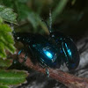 Metallic blue flea beetle
