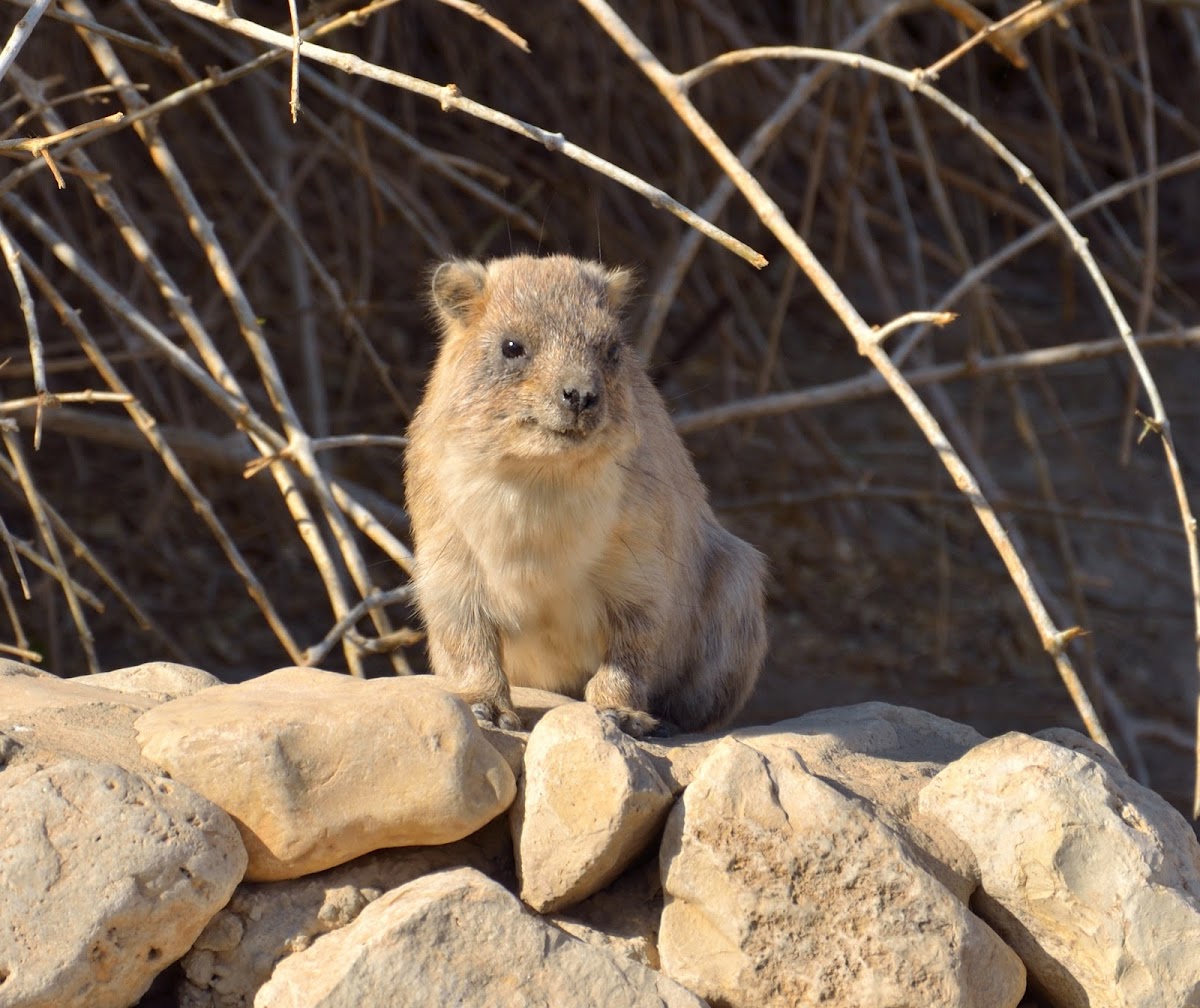 Rock Hyrax