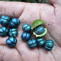 blue seeds