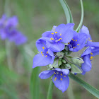 Ohio spiderwort