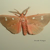 Tinolius Moth