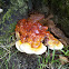 Ganoderma sp.