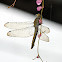Grasshawk Dragonfly