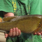 Smallmouth bass