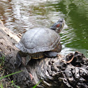 Red- eared Slider Turtle