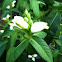 White turtlehead