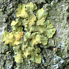 Lichen