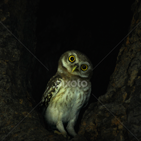 Spotted Owlet by Saurav Chakraborty - Animals Birds