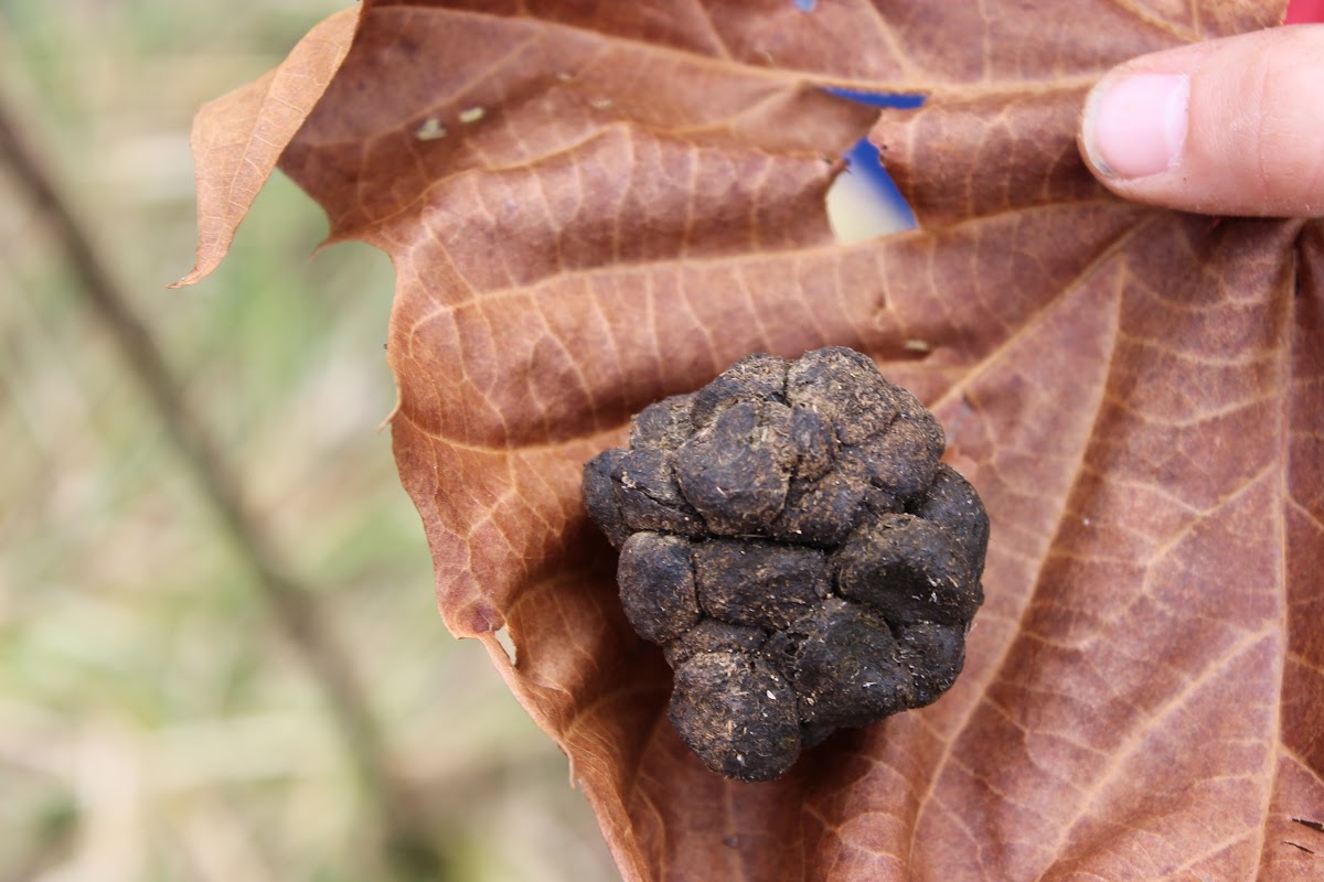White-tailed Deer scat