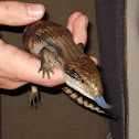 Eastern Blue-tongued Lizard