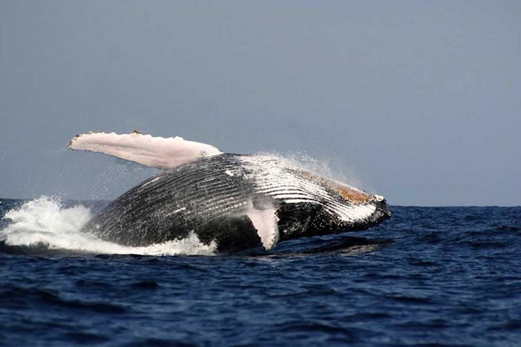 A ballena whale breaches off the coast of Panama.