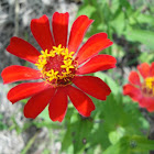 Zinnia