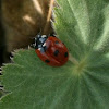 Seven-spotted Ladybug /Zevenstippelig lieveheersbeestje