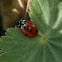 Seven-spotted Ladybug /Zevenstippelig lieveheersbeestje