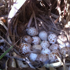 Quail Eggs