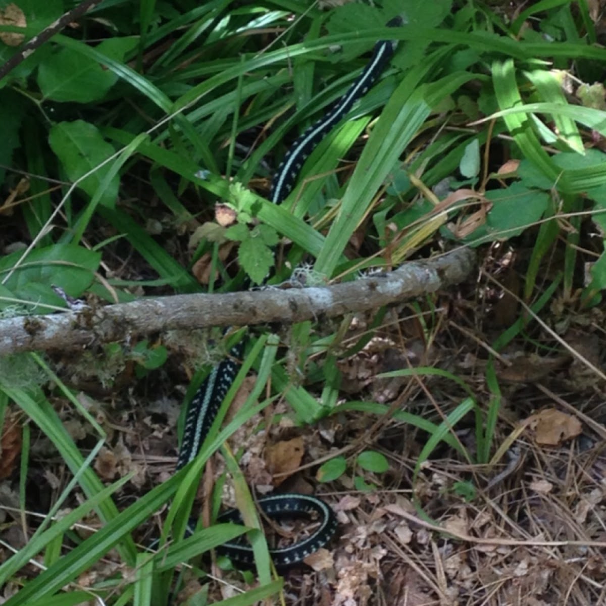 garter snake