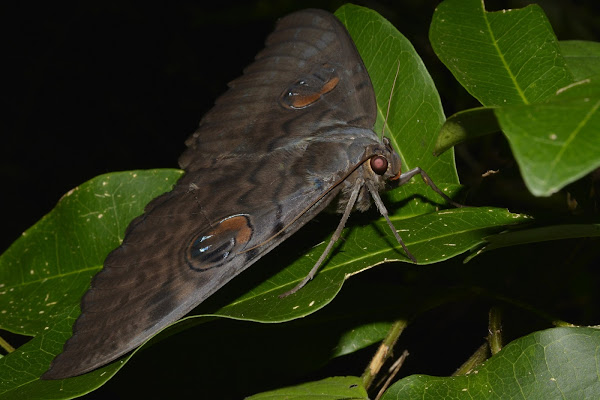 Walker's Owl Moth | Project Noah