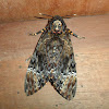 Death's-head Hawkmoth