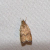 Black-fringed Leaftier Moth