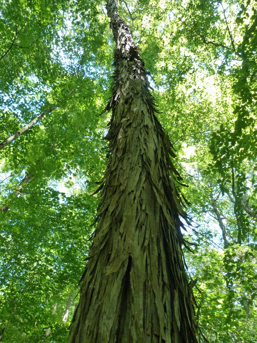 Shagbark hickory