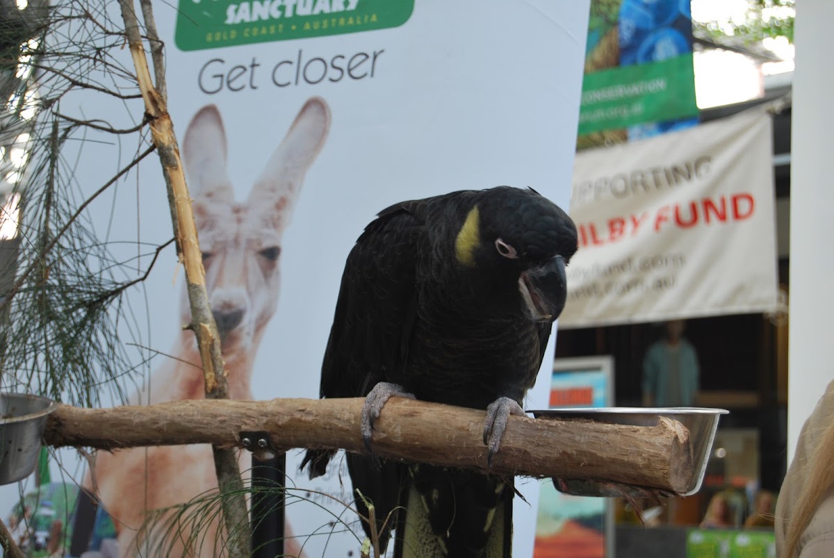Glossy Black Cockatoo